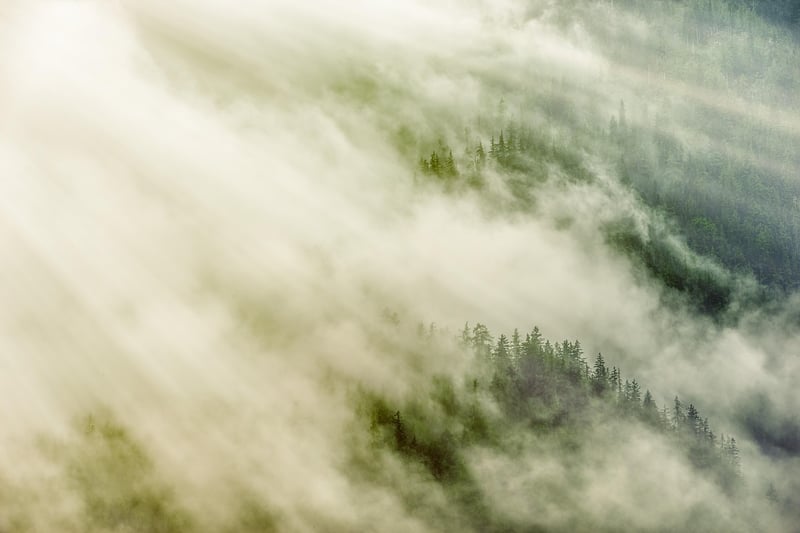 Fantasy Forest